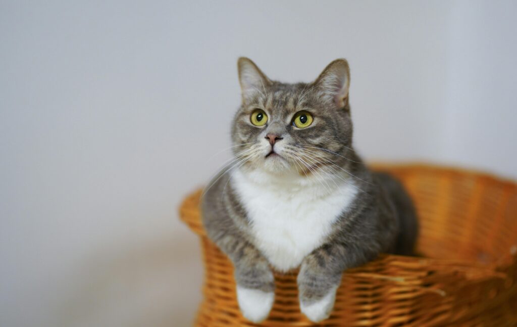 Gray tabby cat lounging in a wicker basket